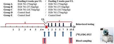 Ginkgo biloba Extract EGb 761 Improves Vestibular Compensation and Modulates Cerebral Vestibular Networks in the Rat